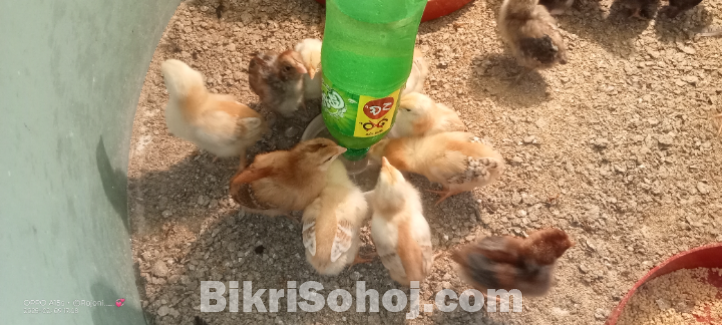 ফাউমির বাচ্চা